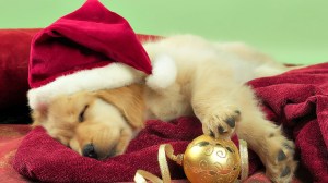 Christmas Puppy